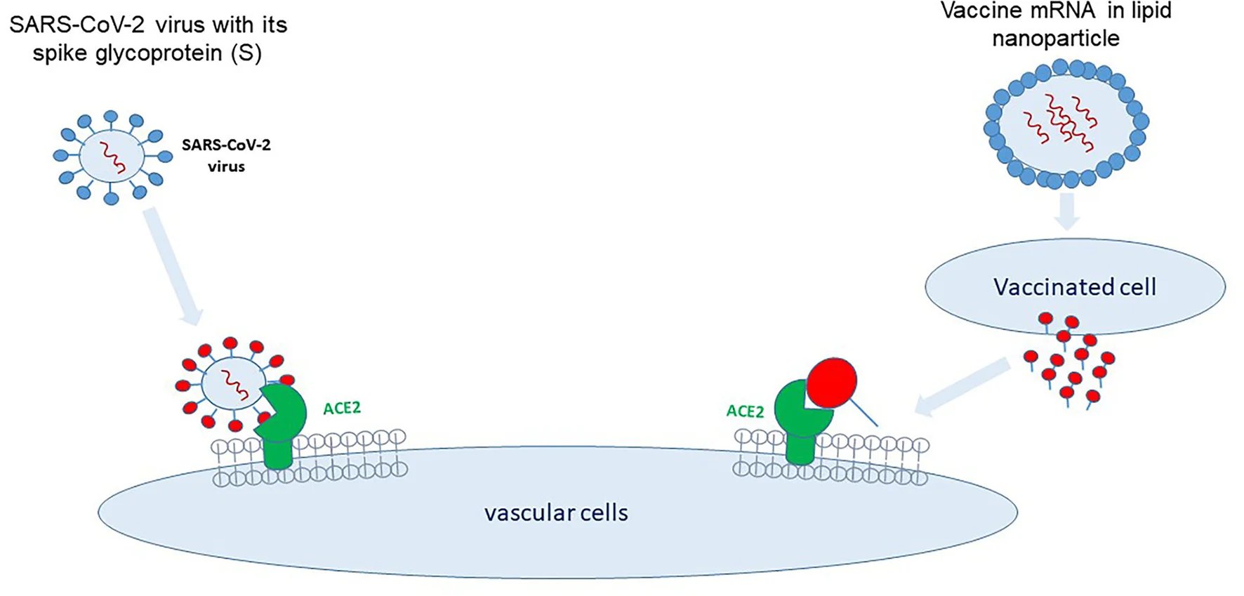 Paxlovid снижает риск длительного COVID на 40% в исследовании журнала Lancet Infectious Diseases