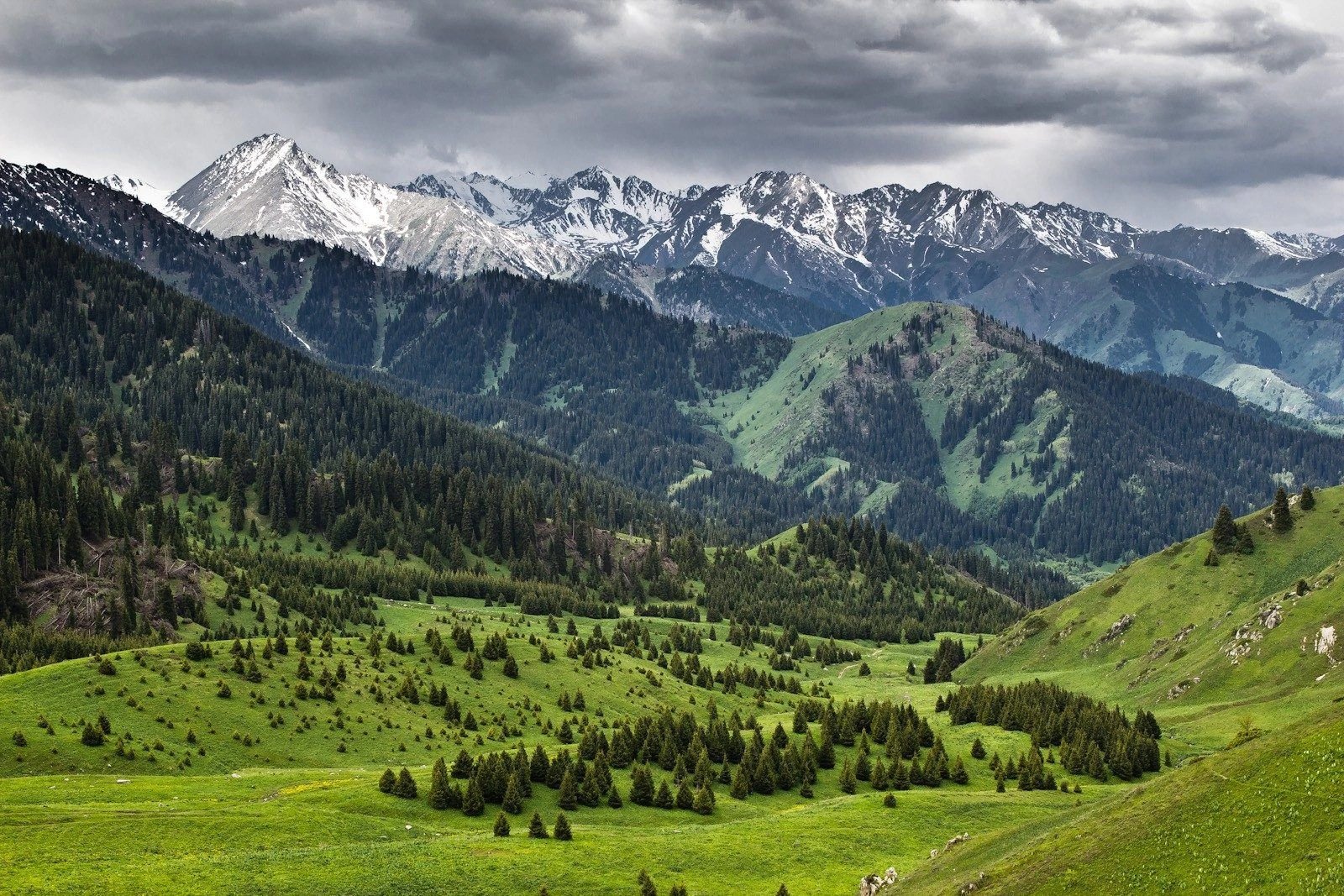 Проект Almaty SuperSki может привести к уголовной ответственности из-за деревьев Кок-Жайлау